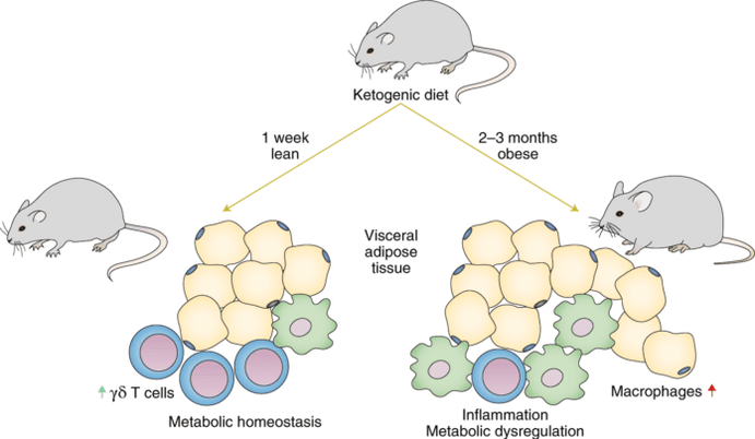 Adopting a keto diet leads to a decrease in immune gamma delta T cells and an increase in the number of macrophages in adipose tissue
